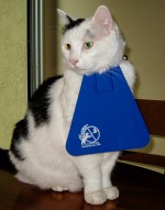 Puck may look silly, but he's not embarrassed to wear his bib. He can still chase lizards—he just can't catch them anymore.