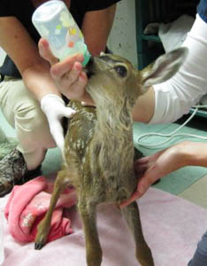 Was this fawn kidnapped?