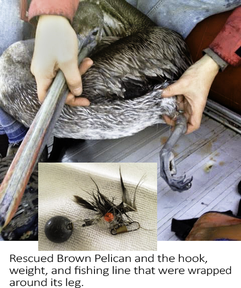 Protecting Seabirds from Fishing Line and Hooks - Native Animal Rescue
