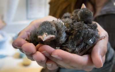 Native Animal Rescue’s Really Big Year