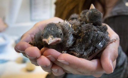 Native Animal Rescue’s Really Big Year