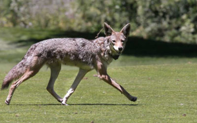Coyotes are all over SF to stay, even if they sometimes kill pets
