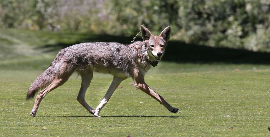 How To Protect Cats From Coyotes A Full Safety Guide
