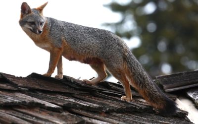 Ask Monique: Fox in the Neighborhood