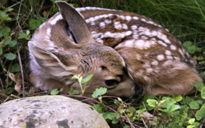 It’s Fawning Season. Think Before You Act!