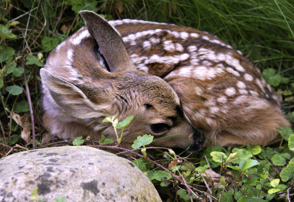 It’s Fawning Season. Think Before You Act!