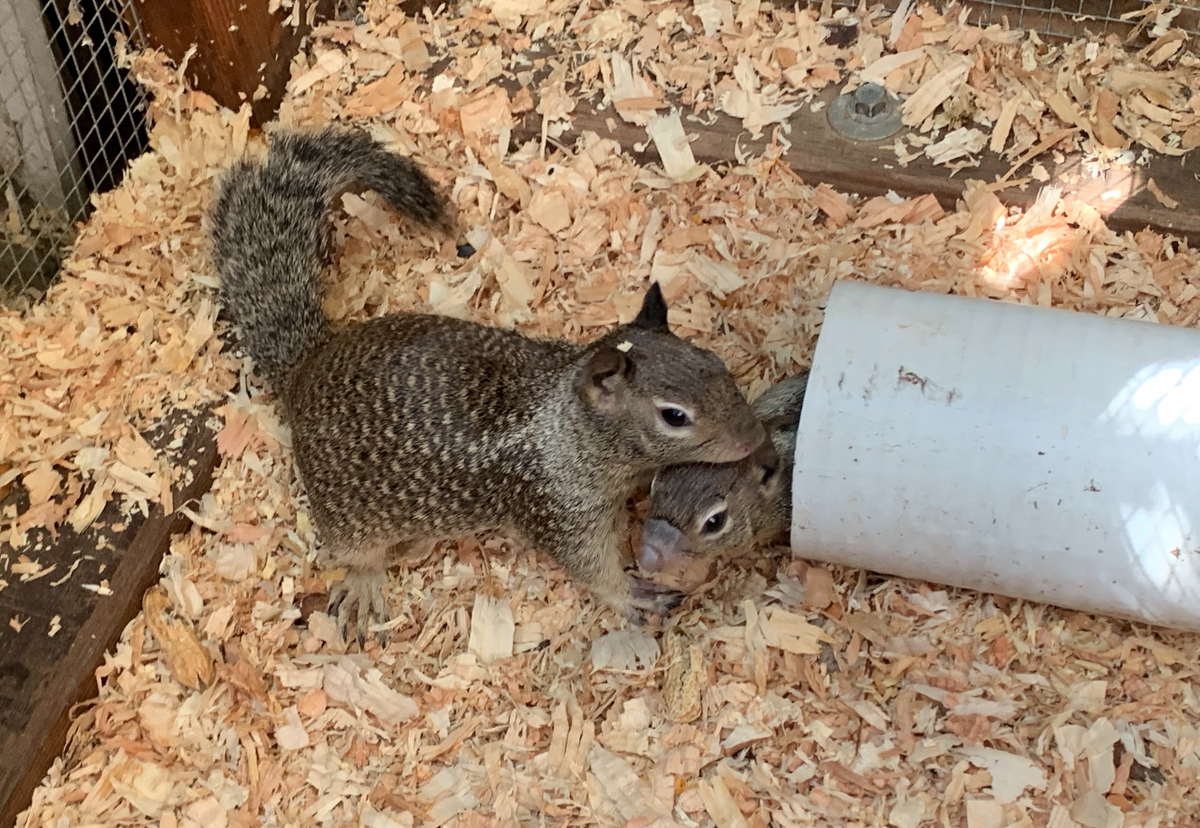 Small Wild - Native Animal Rescue Small Wild - Native Animal Rescue