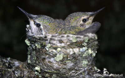 Ask Monique: Hummingbird Orphans? Or not?