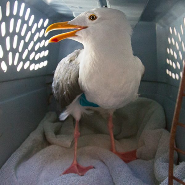 Seabird
