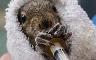 Local family reunites baby squirrel with its mother