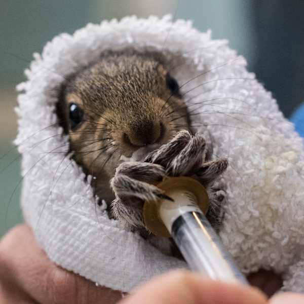 Squirrel