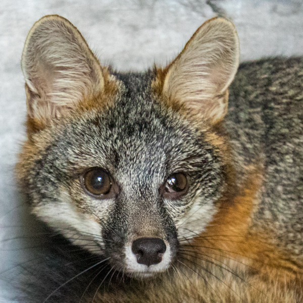Fox or Coyote