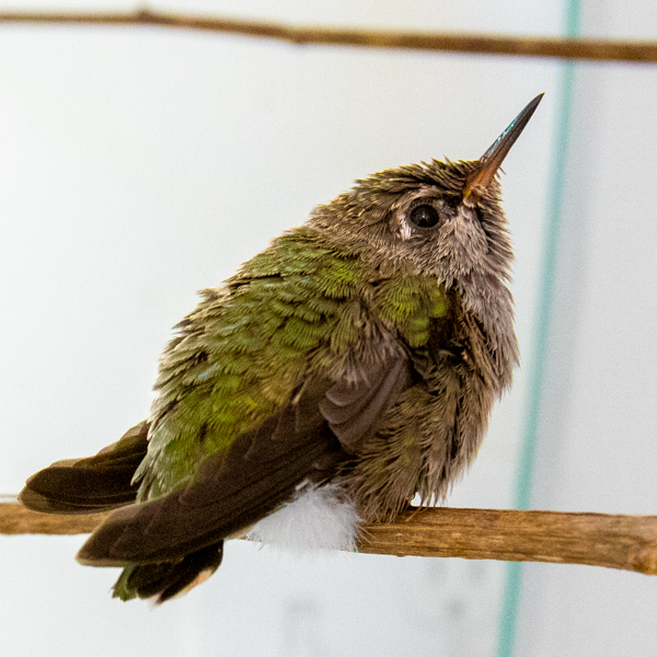 Hummingbird