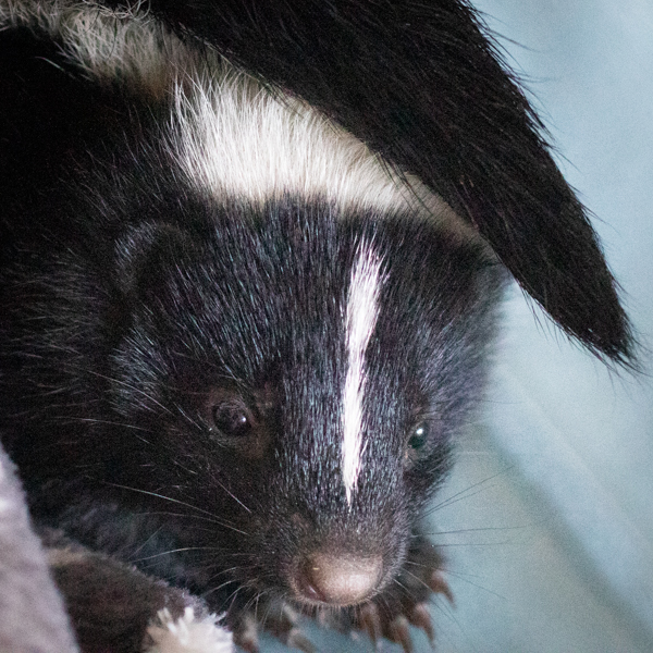 Skunk