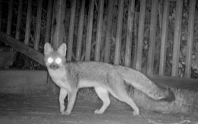 Fox Pays a Visit