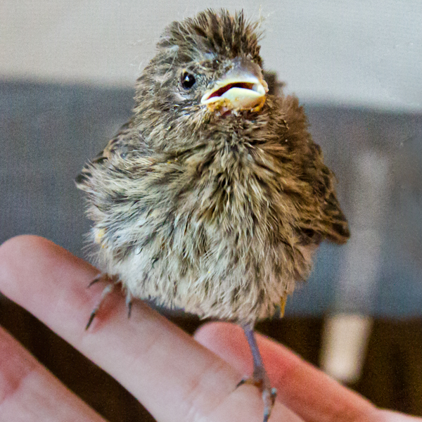 Bird