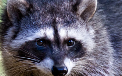 Living Peacefully with Raccoons