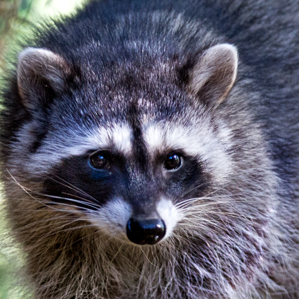 Living Peacefully with Raccoons - Native Animal Rescue