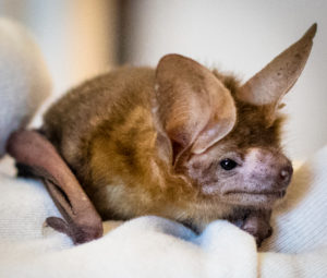 Bat