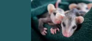 baby possums
