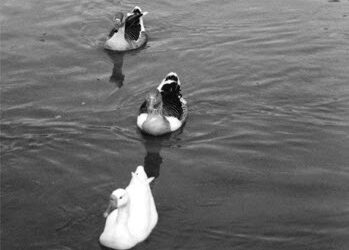 From the Archives: Meet the Flockers 2004
