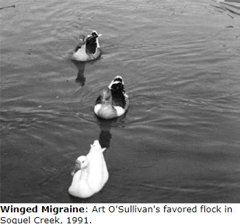 From the Archives: Meet the Flockers 2004