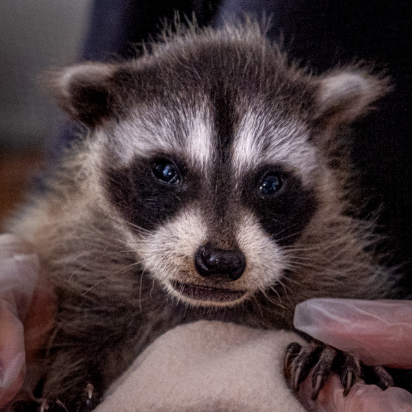 Raccoon