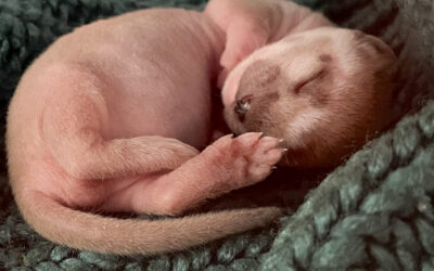 The Elusive Long-tailed Weasel