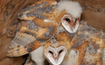 What happens when three motherless baby barn owls arrive in Watsonville aboard a hay truck from Colorado?