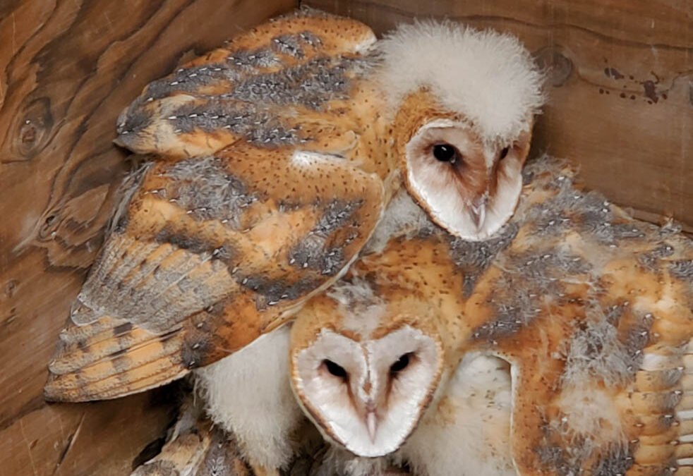 What happens when three motherless baby barn owls arrive in Watsonville aboard a hay truck from Colorado?