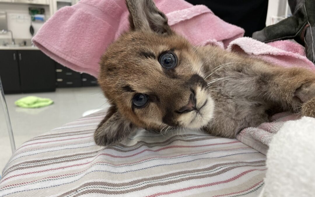 Why State Wildlife Officials Took a Mountain Lion Cub From the Wild … Then Put It Back