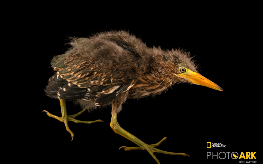 National Geographic Comes to Native Animal Rescue
