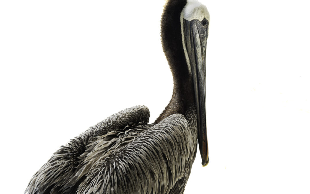 The Pelican Crisis of 2024: Just Feathers and Bones