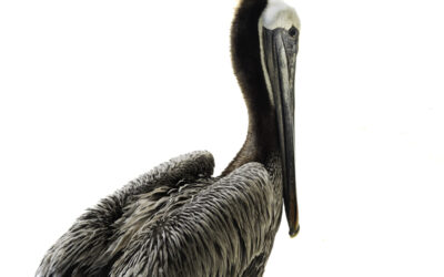 The Pelican Crisis of 2024: Just Feathers and Bones