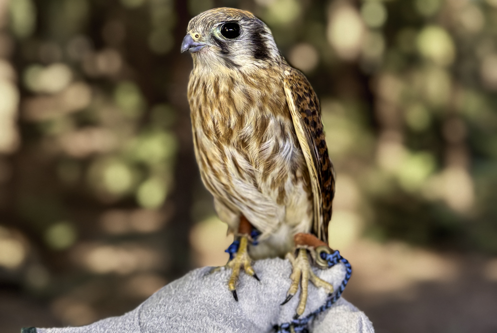 The Quiet Disappearance of the American Kestrel