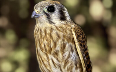 The Quiet Disappearance of the American Kestrel