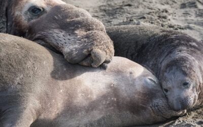 Highly Pathogenic Avian Influenza (HPAI): What Our Community Should Know