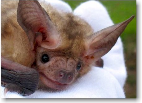 Bat for Sentinal Article