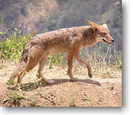 Coyote Coyote