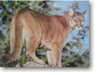 The Elusive Mountain Lion Native Animal Rescue [ 240 x 320 Pixel ]
